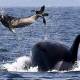 Photo of Why do humpback whales prevent killer whales from hunting other animals?