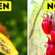 Photo of You are curious, how the ancestors of today's vegetables are shaped