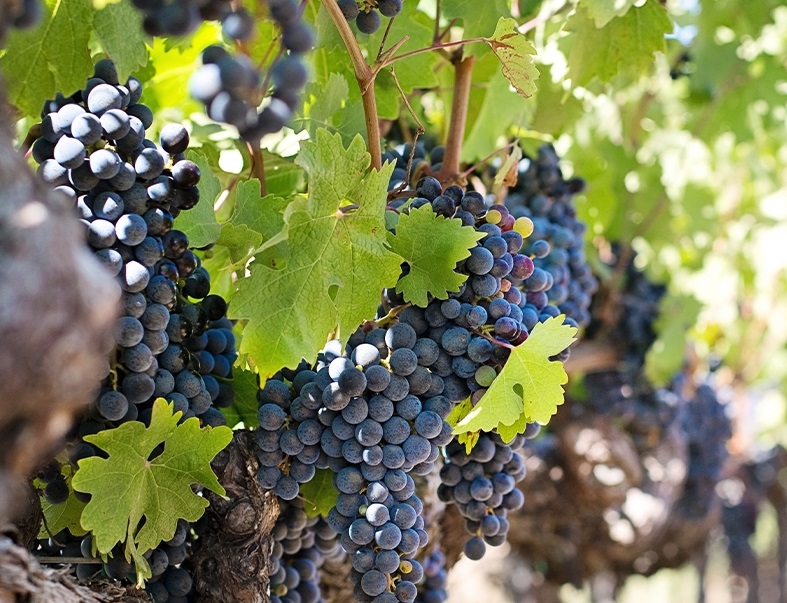 From Vine To Vintage The Role Of Titration In Crafting Fine Wines