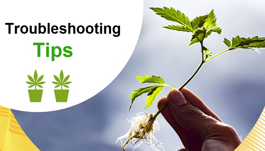 images 1 of Troubleshooting Tips: Common Problems Encountered During Cannabis Harvesting and Cloning