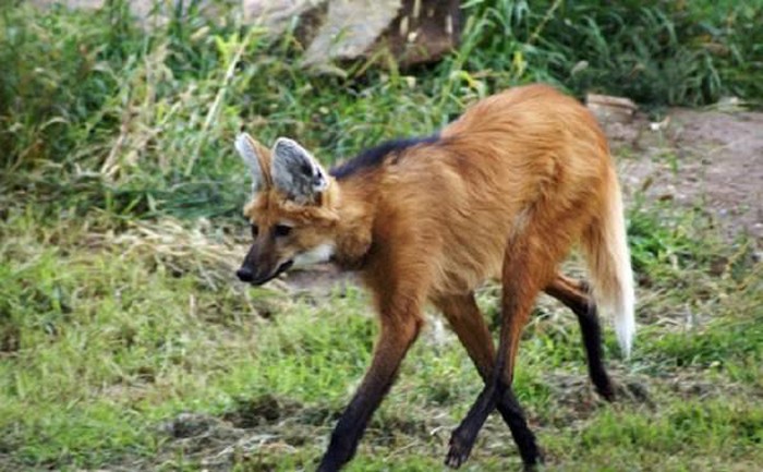 10 animals with monstrous appearance Picture 10