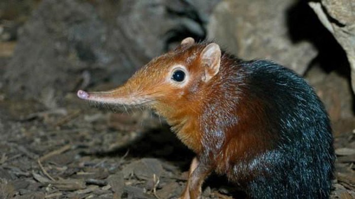 10 animals with monstrous appearance Picture 4