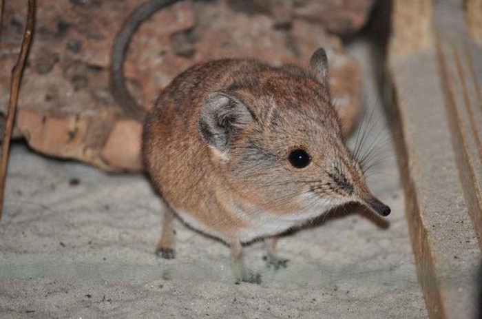 10 animals with monstrous appearance Picture 5