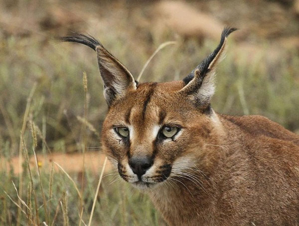 Picture 5 of Top 10 most beautiful animals in the world