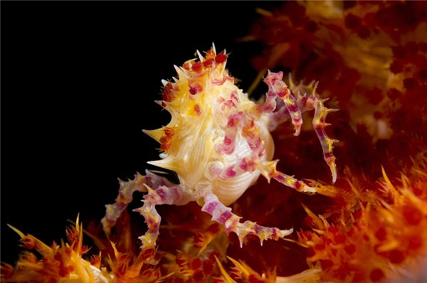 Picture 6 of Top 10 most beautiful animals in the world