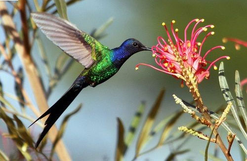 Picture 7 of Top 10 most beautiful animals in the world