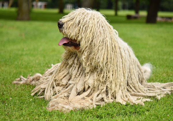 Picture 1 of 10 weirdest dog breeds in the world