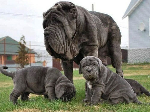 Picture 7 of 10 weirdest dog breeds in the world