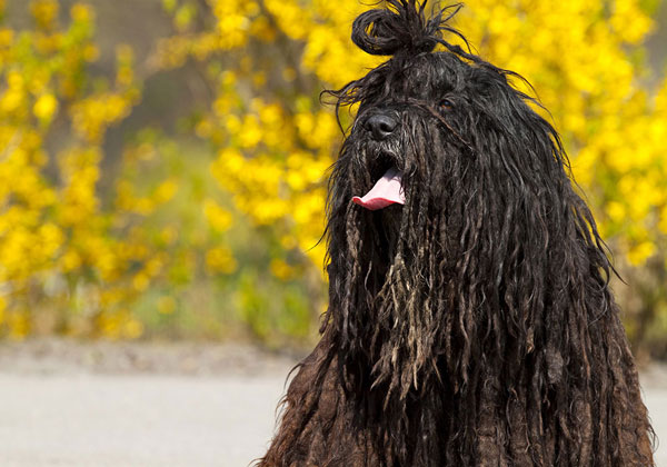 Picture 8 of 10 weirdest dog breeds in the world