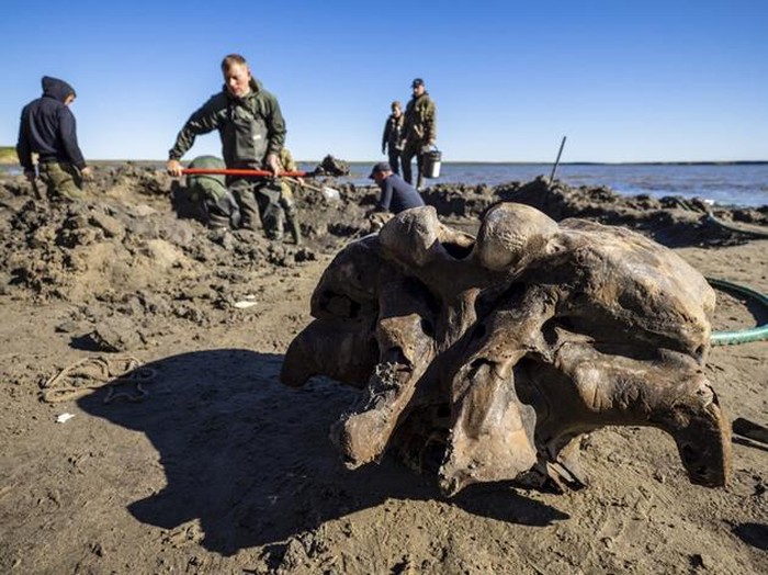 Discovering mammoth bones that remain in ligaments after more than 10,000 years of extinction Picture 1