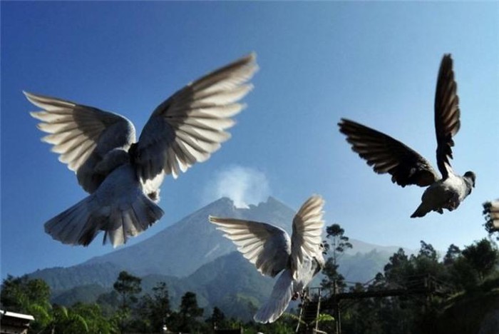 See active volcanoes around the world Picture 12