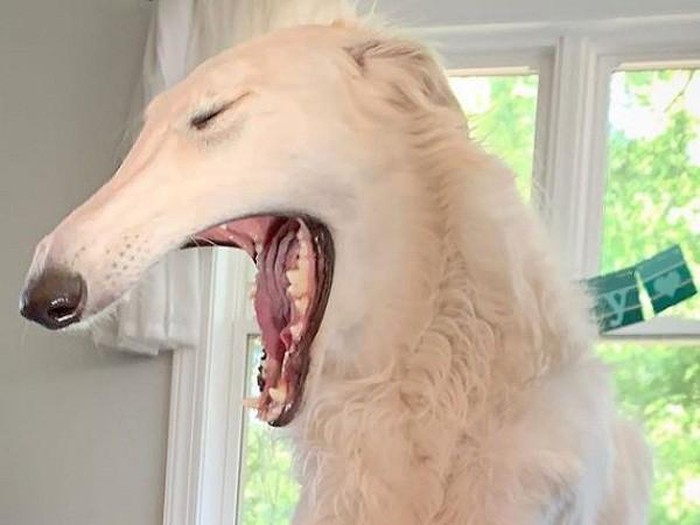 She has the longest nose in the world Picture 10