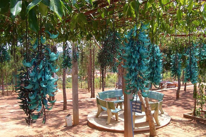 Top 10 most startling exotic flowers in the world Picture 10