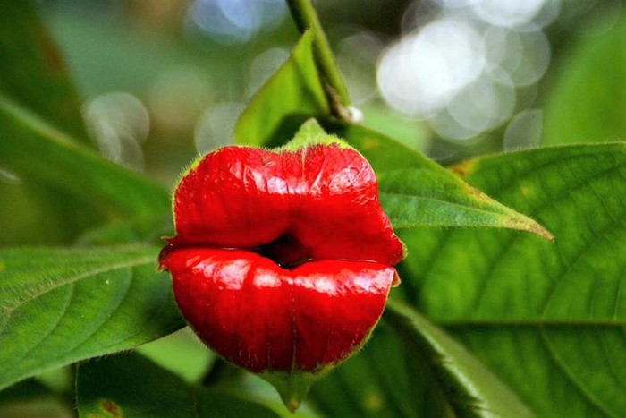 Top 10 most startling exotic flowers in the world Picture 11