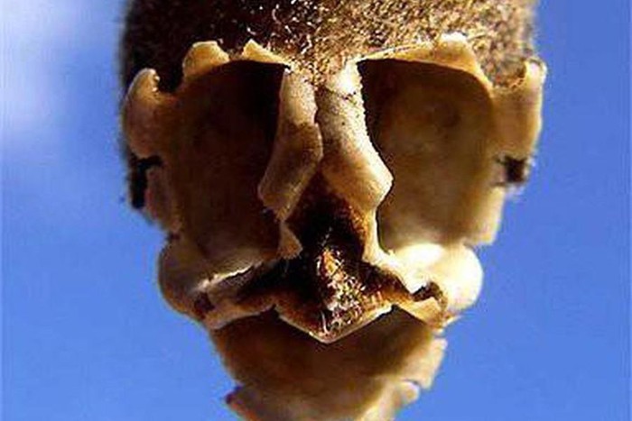 Top 10 most startling exotic flowers in the world Picture 15