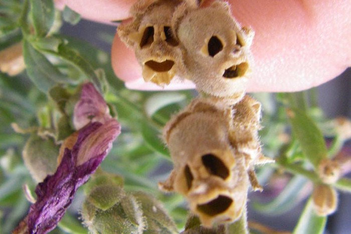 Top 10 most startling exotic flowers in the world Picture 16