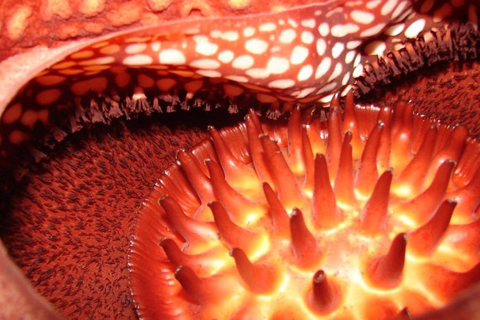 Top 10 most startling exotic flowers in the world Picture 18