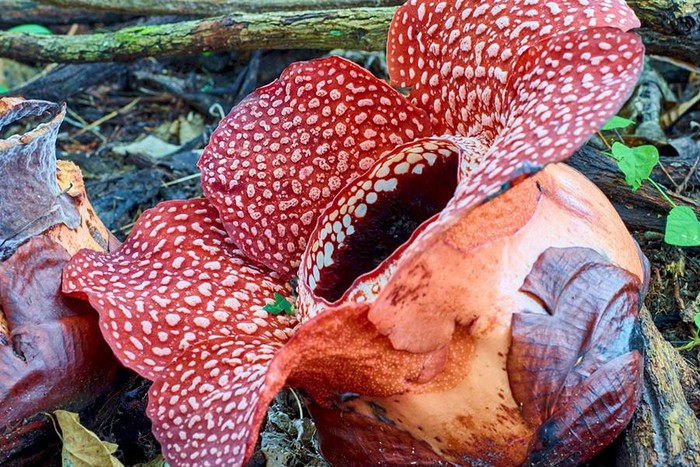 Top 10 most startling exotic flowers in the world Picture 19