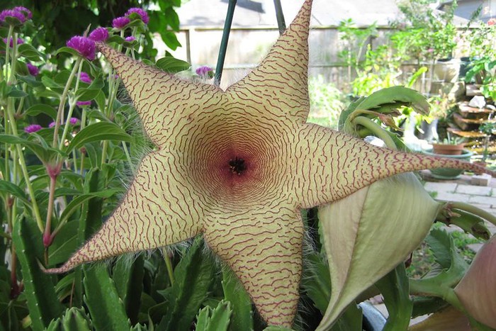 Top 10 most startling exotic flowers in the world Picture 20