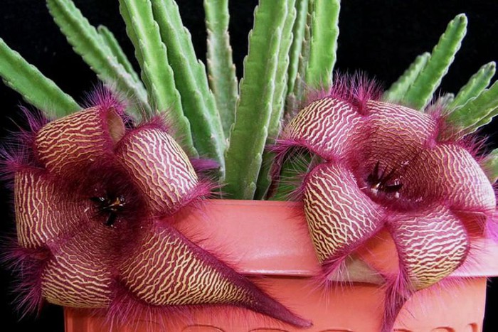 Top 10 most startling exotic flowers in the world Picture 21
