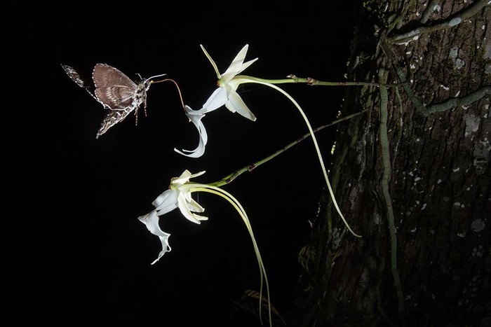 Top 10 most startling exotic flowers in the world Picture 22