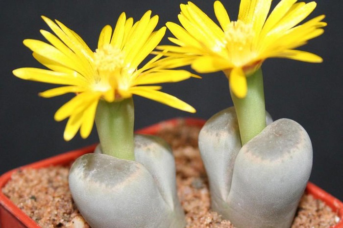 Top 10 most startling exotic flowers in the world Picture 25