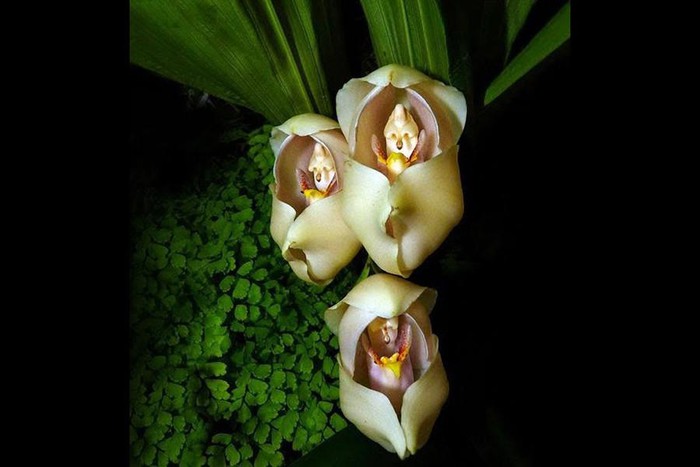 Top 10 most startling exotic flowers in the world Picture 5