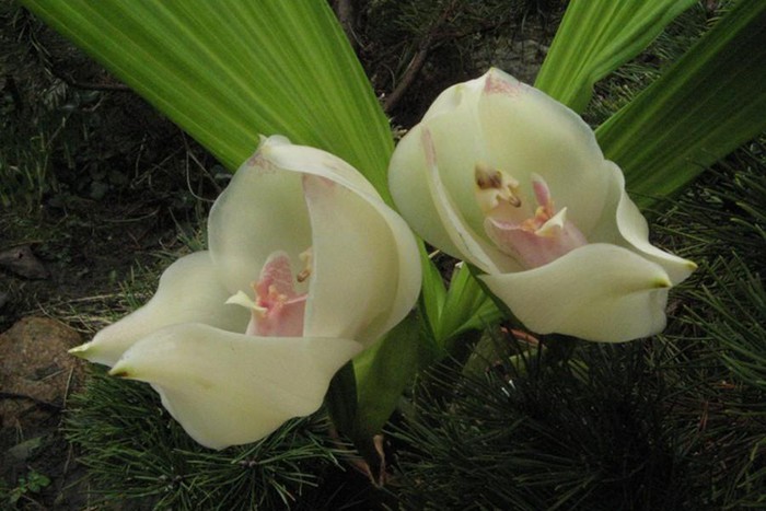 Top 10 most startling exotic flowers in the world Picture 6