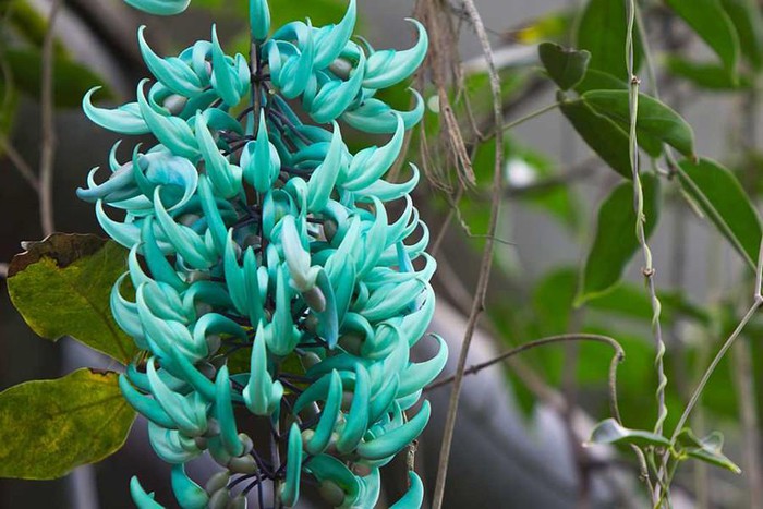 Top 10 Most Startling Exotic Flowers In The World