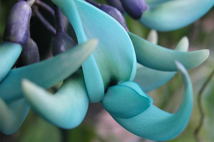 Top 10 most startling exotic flowers in the world Picture 9