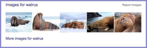 Web SEO Guide: Detailed web SEO knowledge for beginners Picture 12