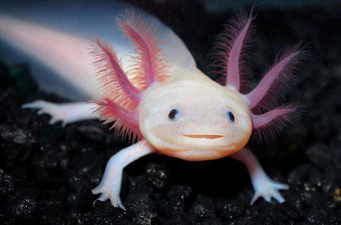 What species of salamander can restore both heart and brain?