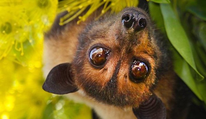 Why did bats survive carrying deadly virus? Picture 1