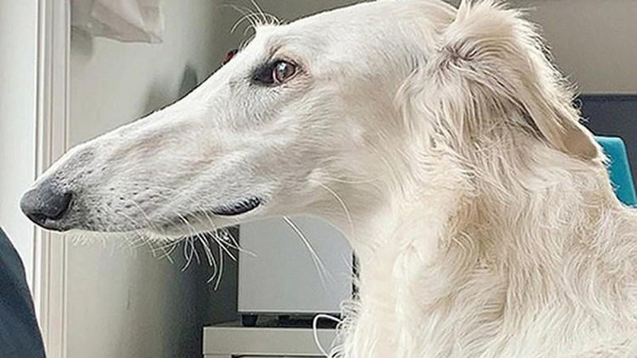 She has the longest nose in the world