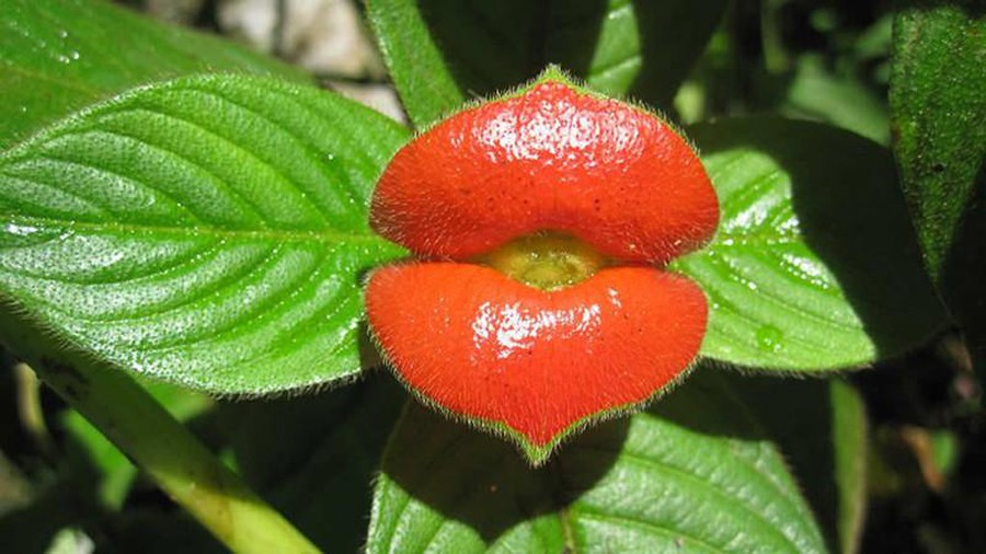 Top 10 most startling exotic flowers in the world