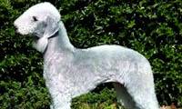 10 weirdest dog breeds in the world