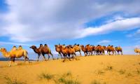 5 strange facts about camels that not everyone knows