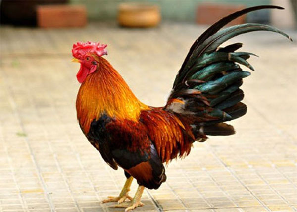 20+ interesting facts about Chicken species you may not know yet ...