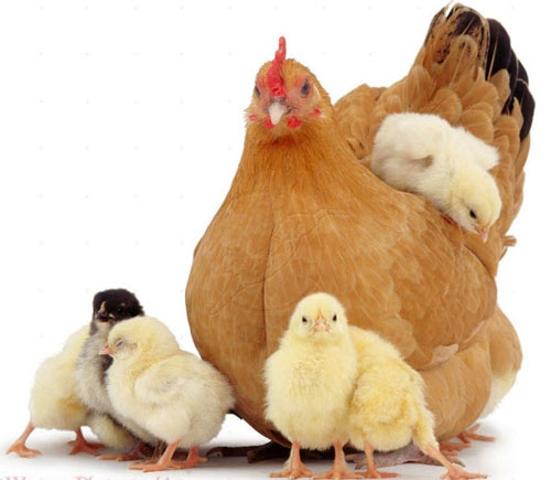 20+ interesting facts about Chicken species you may not know yet Picture 3