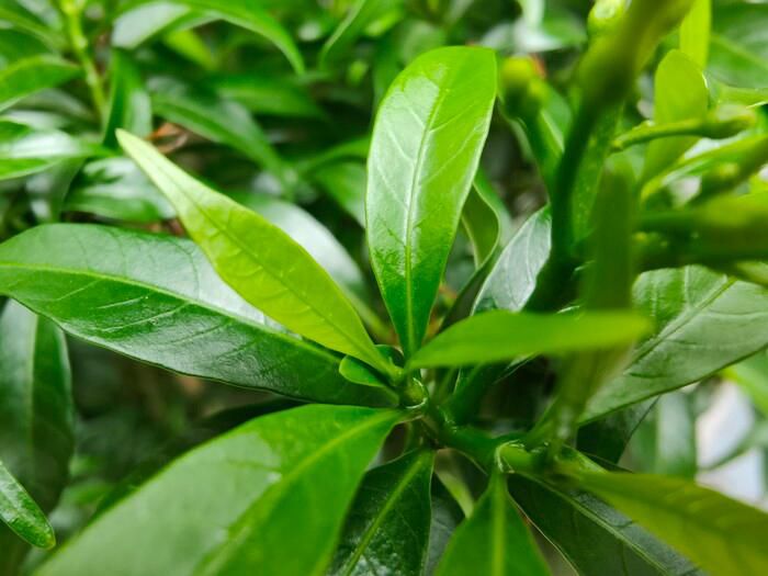 Detailed review of OPPO Find X3 Pro 5G: A big step forward! Picture 22