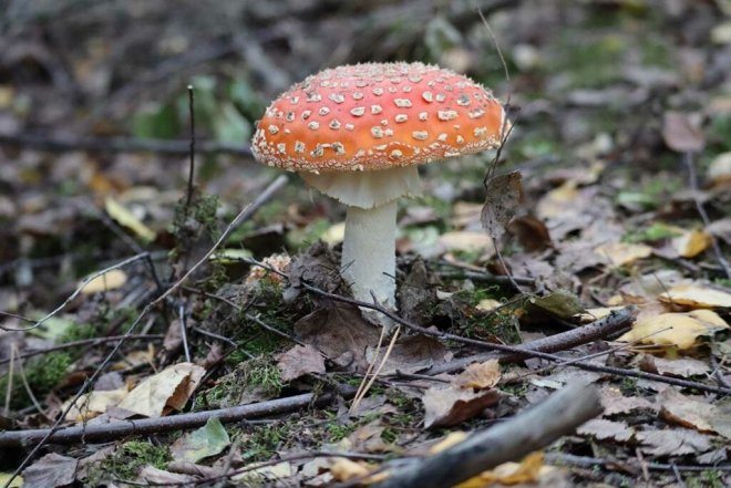 How can eating poisonous mushrooms cause death? Picture 2