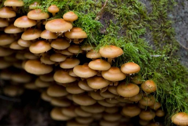 How can eating poisonous mushrooms cause death? Picture 4