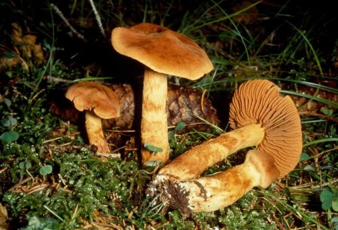 How can eating poisonous mushrooms cause death? Picture 6