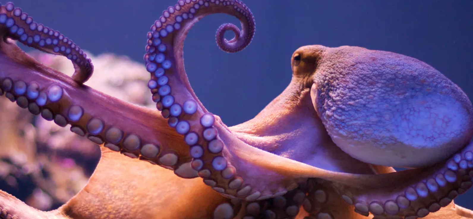 Octopuses are very intelligent, they can become candidates for the position of 'ruling the Earth' when humans are no more. Picture 1