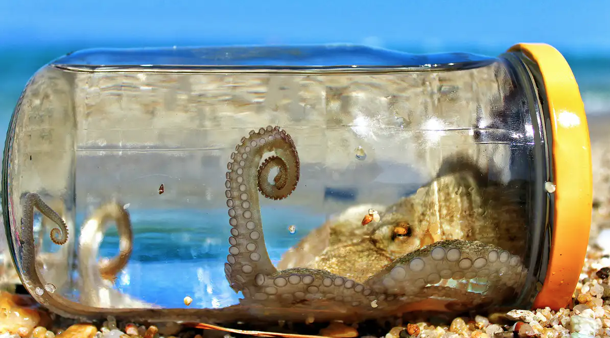 Octopuses are very intelligent, they can become candidates for the position of 'ruling the Earth' when humans are no more. Picture 2