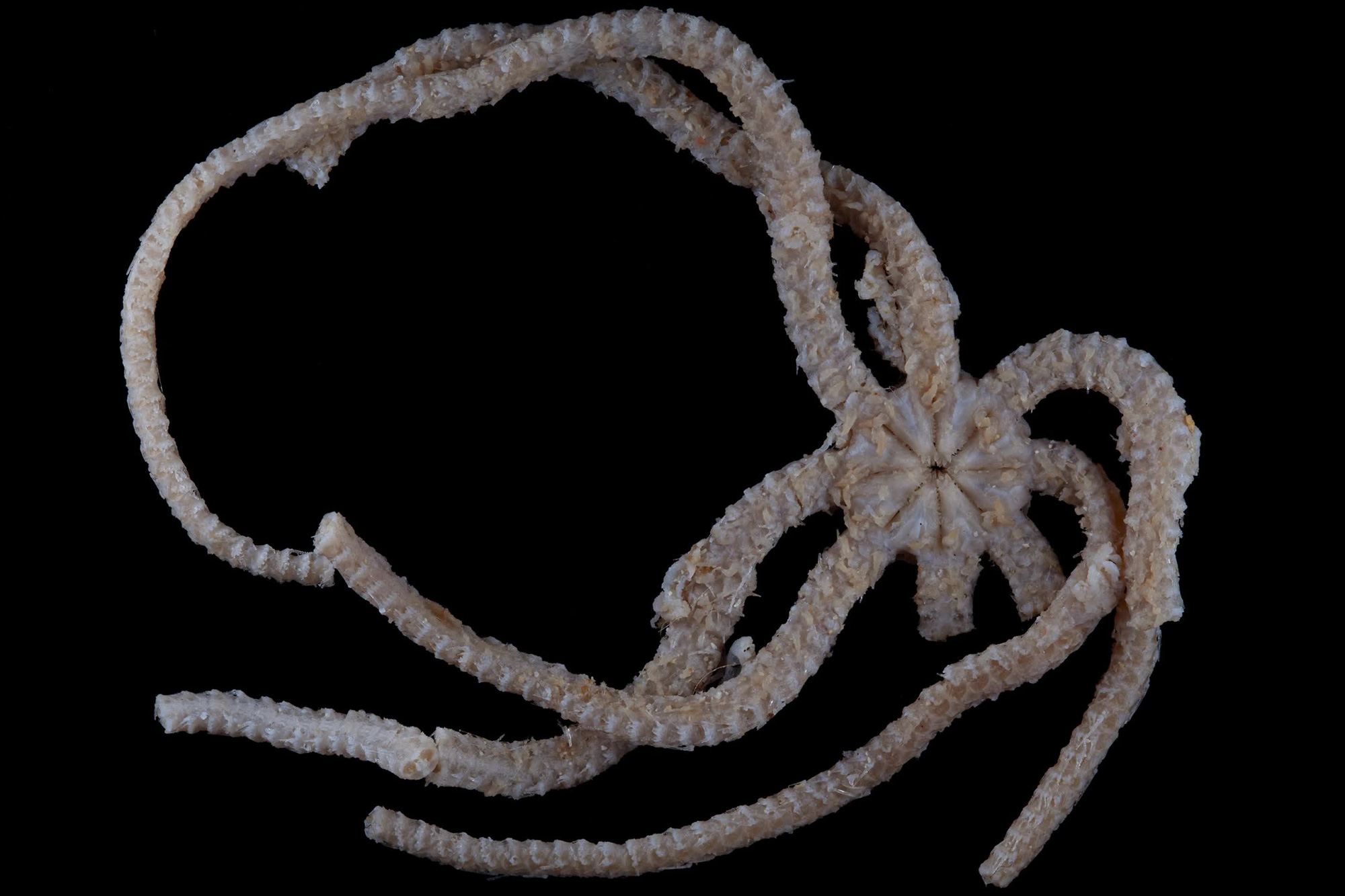 Ophiojura - 8-legged starfish full of long, snake-like spines, 8 sets of jaws with sharp teeth Picture 3