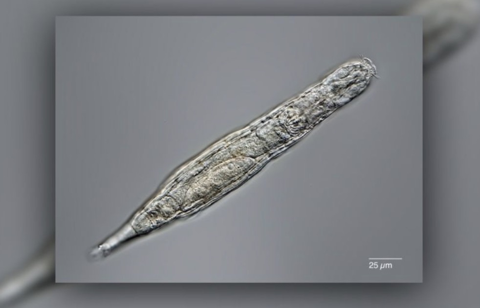 Russian scientists revive 24,000-year-old 'zombie' Picture 2