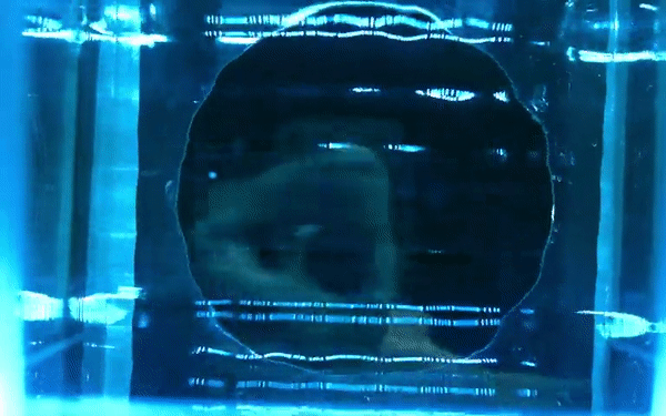 Scientists have discovered a new ability of the elephant trunk Picture 3