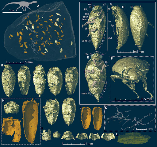 Suddenly discovered a completely new species in the dung pile more than 200 million years ago! Picture 3