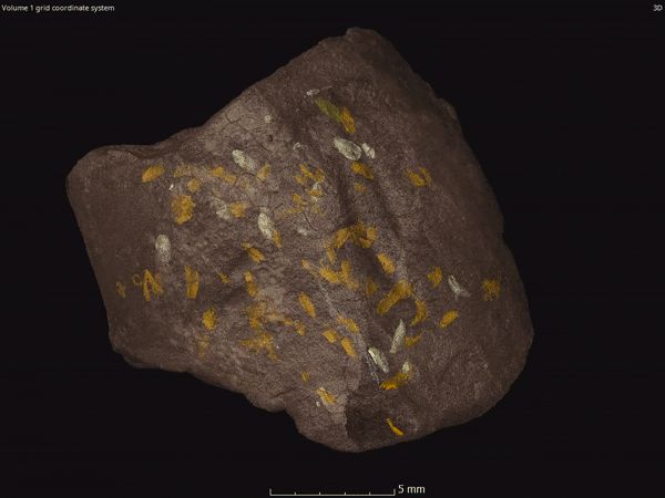 Suddenly discovered a completely new species in the dung pile more than 200 million years ago! Picture 4
